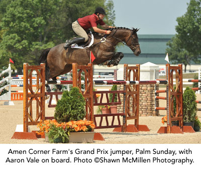 Amen Corner Farm's Grand Prix jumper, Palm Sunday, with Aaron Vale on board. Photo ©Shawn McMillen Photography.